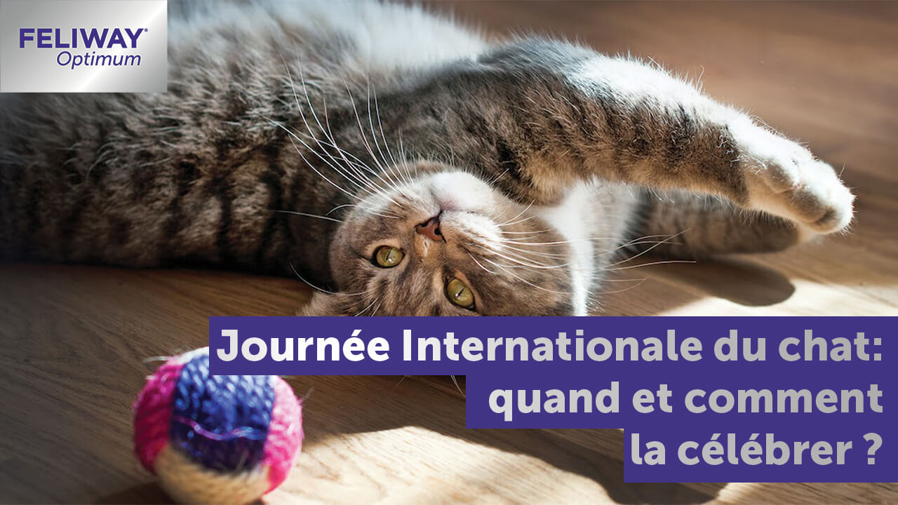 Journée Internationale Du Chat Quand Et Comment La Célébrer